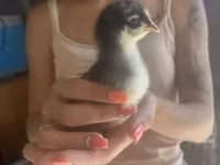 ஆர்பிங்டன் — புகைப்படம் 4