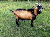Ямааны ухна, Czech Brown Shorthaired goats — 1 зураг