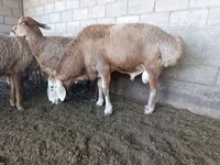 Widder, Arashan sheep — Foto 4