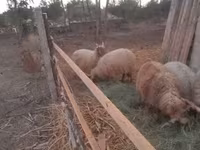 قوچ, Racka sheep — عکس 2