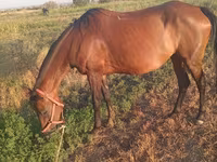 مادیان, Akhal-Teke — عکس 3