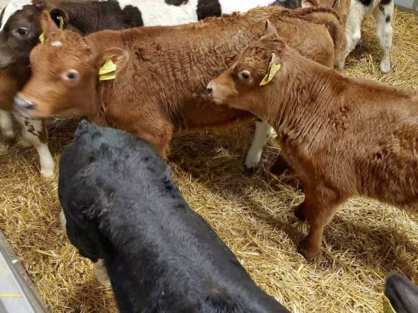 Bovini (lotto, sesso non specificato), Simmental cattle