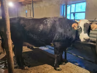 Kuh, Latvian Blue cattle — Foto 3