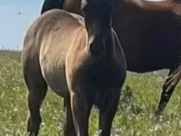 Cavalo, Quarter Horse — foto 4