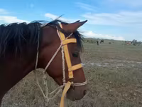 Égua, Karabakh horse — foto 3