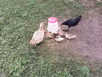 Muscovy domestica — foto 1