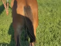 公马, Rocky Mountain Horse — 照片 2
