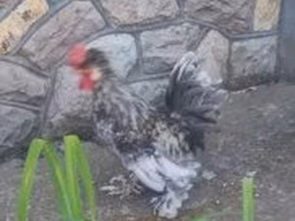 Chickens