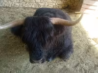 گاو نر, Highland — عکس 4