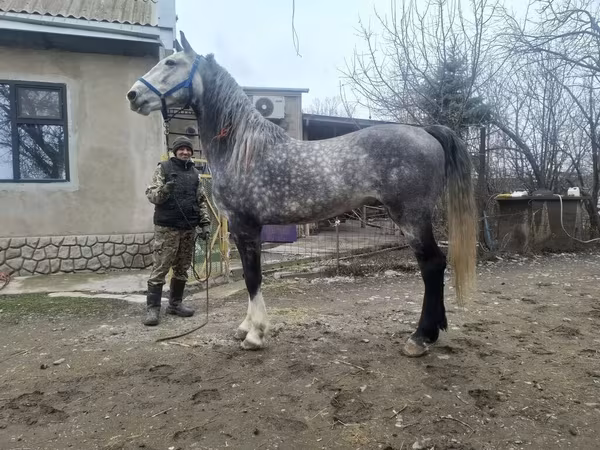 Horse (M), Horses — Kyrgyzstan