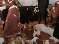 Rundvee (partij, geslacht niet gespecificeerd), Simmental cattle — foto 5