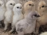 Silkie — foto 1