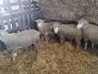Montone, Ile-de-France sheep — foto 5