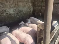 Vier, Porci — foto 3