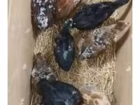 Chickens — foto 2
