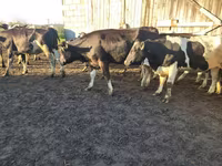 Krava, Russian Black pied cattle — foto 4