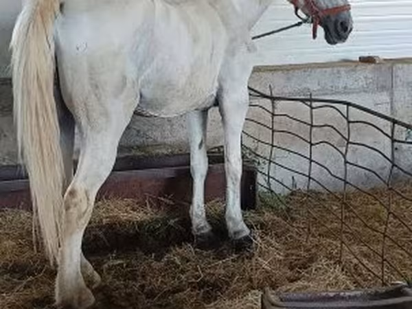 Kuda betina, Lipizzaner