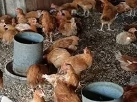Chickens — foto 3