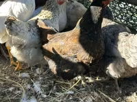 Chickens — foto 6