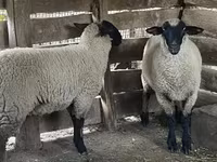 Ovce, Suffolk sheep — foto 2
