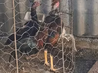 Chickens — fotografija 2
