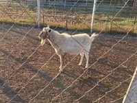 Ямааны ухна, Boer goat — 3 зураг