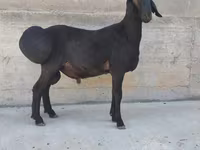 Kos, Hissar sheep — 2. fotó