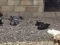 Chickens — foto 2