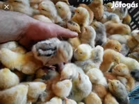 Chickens — foto 2