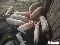 Babi betina, Pigs — foto 5