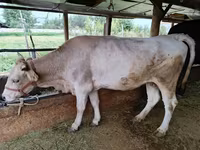 Mucca, Simmental cattle — foto 4