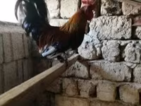 Chickens — 照片 2