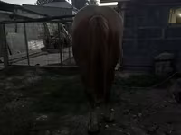 Kısrak, Atlar — foto 5