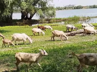 암염소, Saanen goat — 사진 1