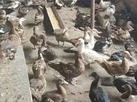 Ducks — 3 зураг