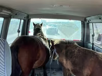 Kuda betina, Horses — foto 3