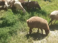 Ovce, Karakul sheep — foto 2