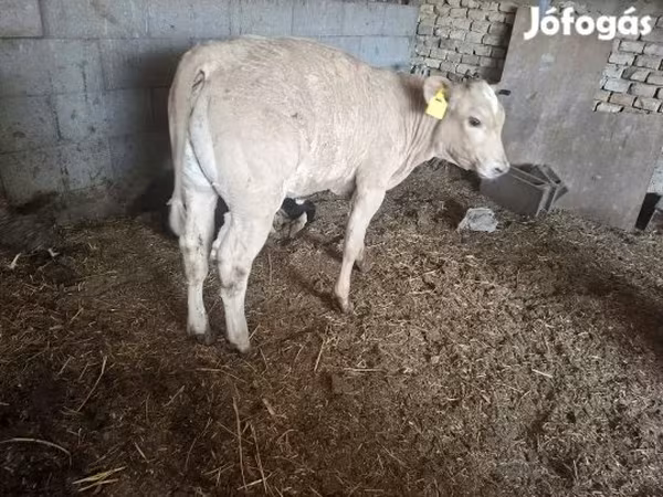 Говбуз, Чорвои калон