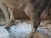 Vacă, Bovine — foto 1