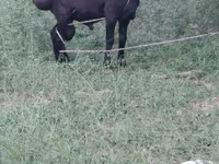 ஆண் ஆடு, ஆடுகள் — புகைப்படம் 1