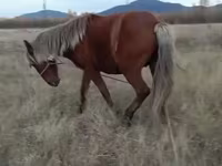 ม้าตัวเมีย, ม้า — รูปภาพ 2