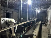 Býk, Simmental cattle — foto 7