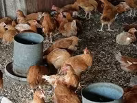 Chickens — zdjęcie 3