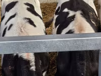 گاو نر, Russian Black pied cattle — عکس 8