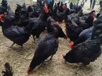 Australorp — foto 2