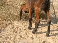 Echki, Echkilar — 2-rasm