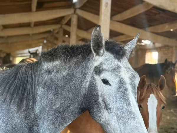 Hoppe, Arabian horse