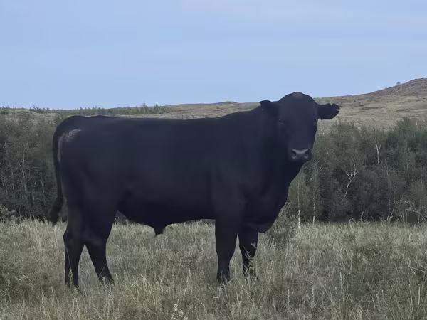 Touro, Aberdeen-Angus