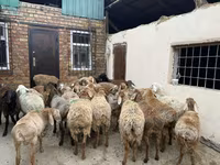Berbec, Rhon sheep — foto 7