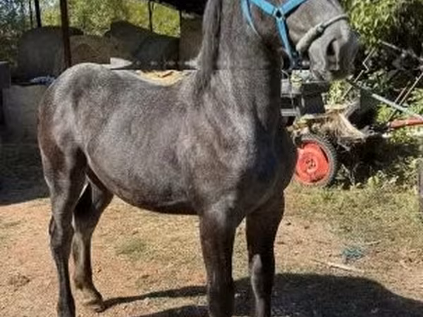 Էգ ձի, Percheron